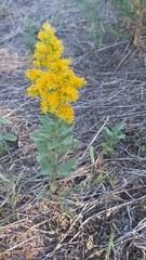 Solidago mollis