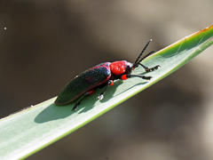 Mecistomela marginata