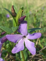 Vinca herbacea