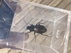 Carabus nemoralis