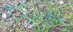 Euphorbia tuberosa