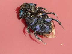 Geotrupes stercorarius