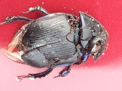 Geotrupes stercorarius