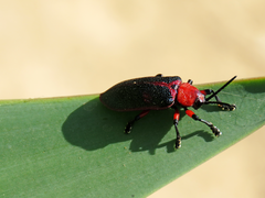 Mecistomela marginata