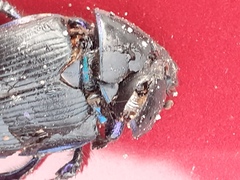 Geotrupes stercorarius