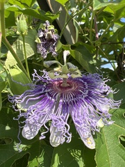 Passiflora incarnata