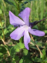 Vinca herbacea