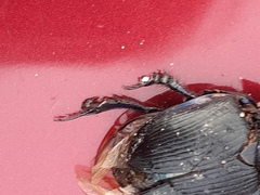 Geotrupes stercorarius