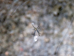 Trichonephila clavipes