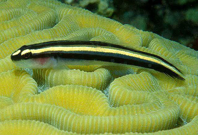 Barsnout Goby