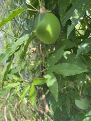 Passiflora incarnata