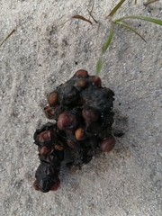 Onychognathus morio morio