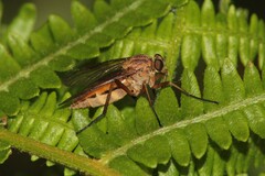 Rhagio