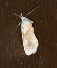 Plusiodonta compressipalpis