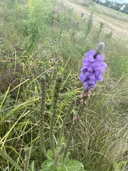 Verbena stricta