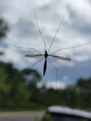 Tipula furca