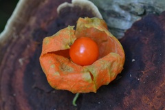 Alkekengi officinarum