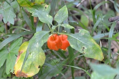 Alkekengi officinarum