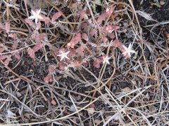 Sedum moranense