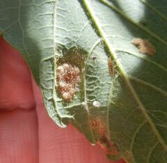 Aceria pseudoplatani