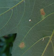 Aceria pseudoplatani