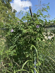 Passiflora incarnata