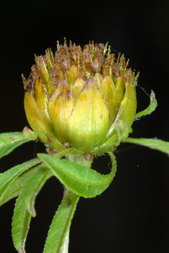 Beggar-ticks fruiting