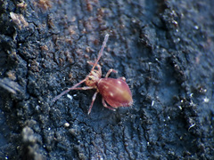 Dicyrtomidae
