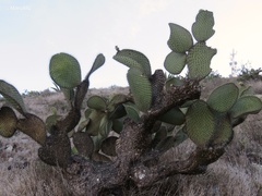 Opuntia leucotricha