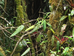 Pleurothallis