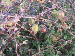 Maurandya barclayana