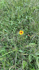 Thelesperma filifolium