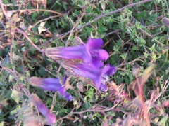 Maurandya barclayana