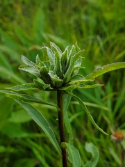 Procecidochares atra