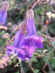 Maurandya barclayana