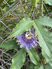 Passiflora incarnata