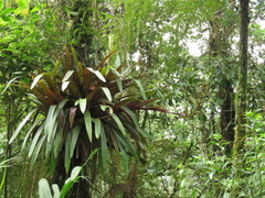 Guzmania