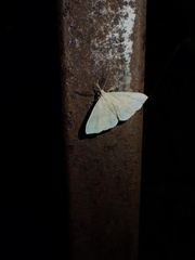 Phalaenostola metonalis