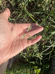 Eragrostis secundiflora