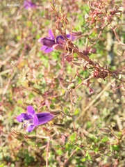 Maurandya barclayana