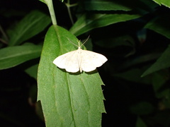 Phalaenostola metonalis