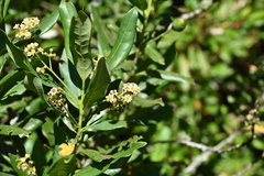 Ocotea foetens