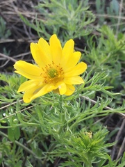 Adonis volgensis