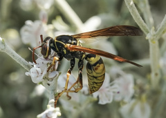 Polistes aurifer