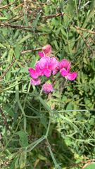 Lathyrus