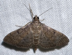 Herpetogramma phaeopteralis