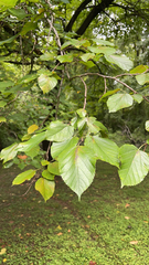 Morus rubra