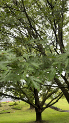 Acer saccharinum