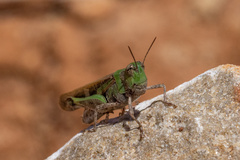 Aiolopus strepens
