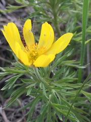 Adonis volgensis